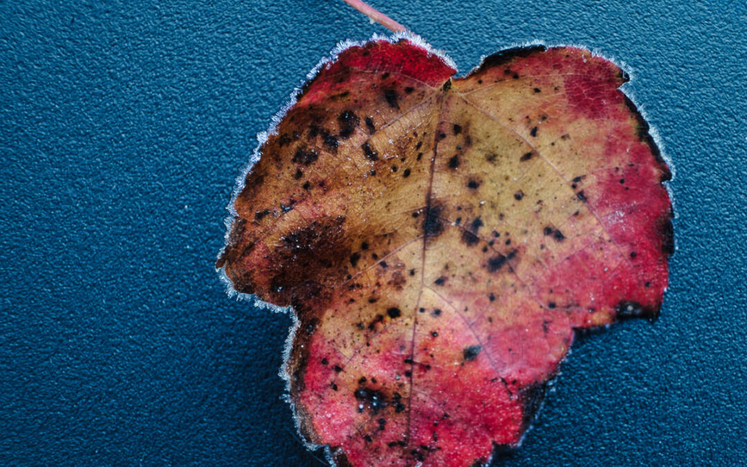 EdTech Insight – CISOs are not just the keepers of our data – they must be its custodians