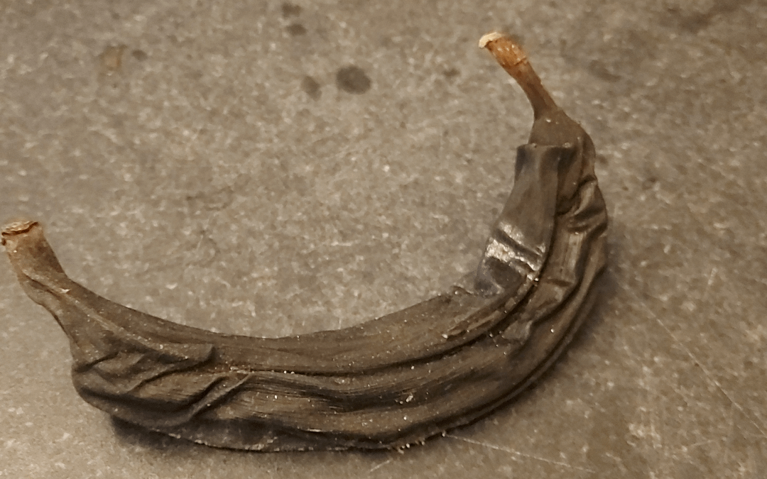 Found in the dead space behind my cupboards. Yes, that is a banana. No, I do not know how long it has been there. It is so hard it could be used as a Hammer.