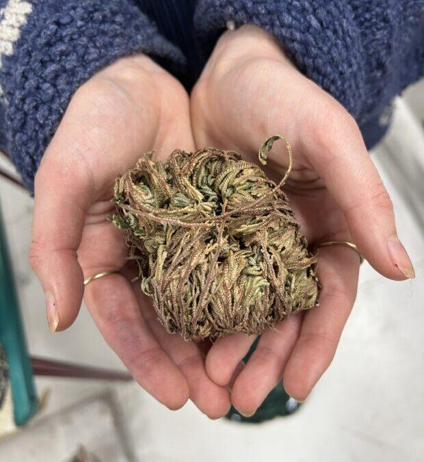 EdTech Policy Showdown: Comparing Regulations and Strategies in the UK, US, and Australia